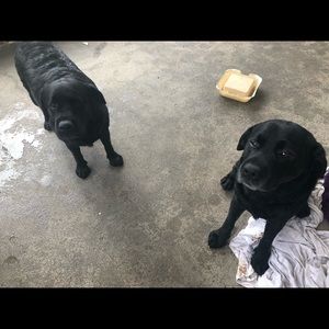 Meet your Posher, Toni